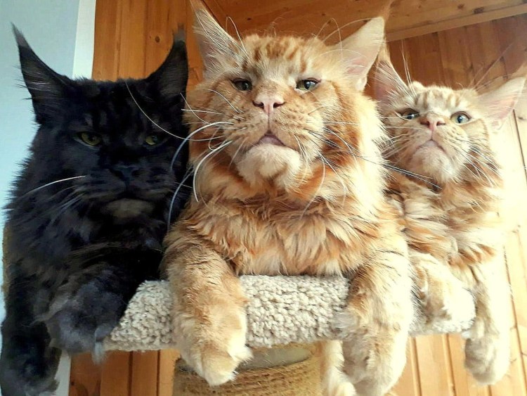 Кошка Мейн кун и обычный кот