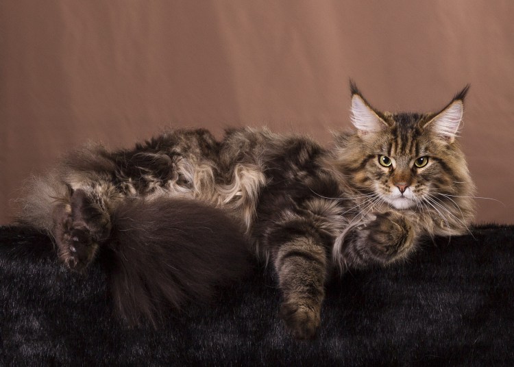 Мейн кун до и после