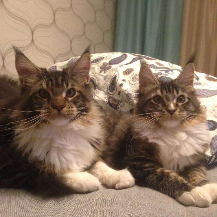 Бенгальский Мейн кун