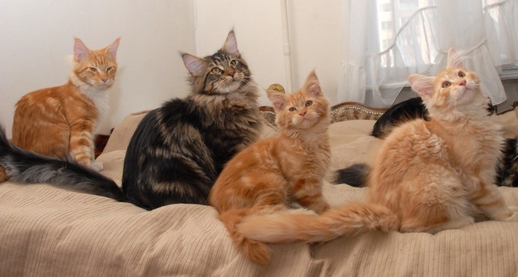 Мейн кун гладкошерстный