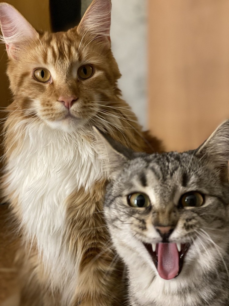 Мейн кун циннамон