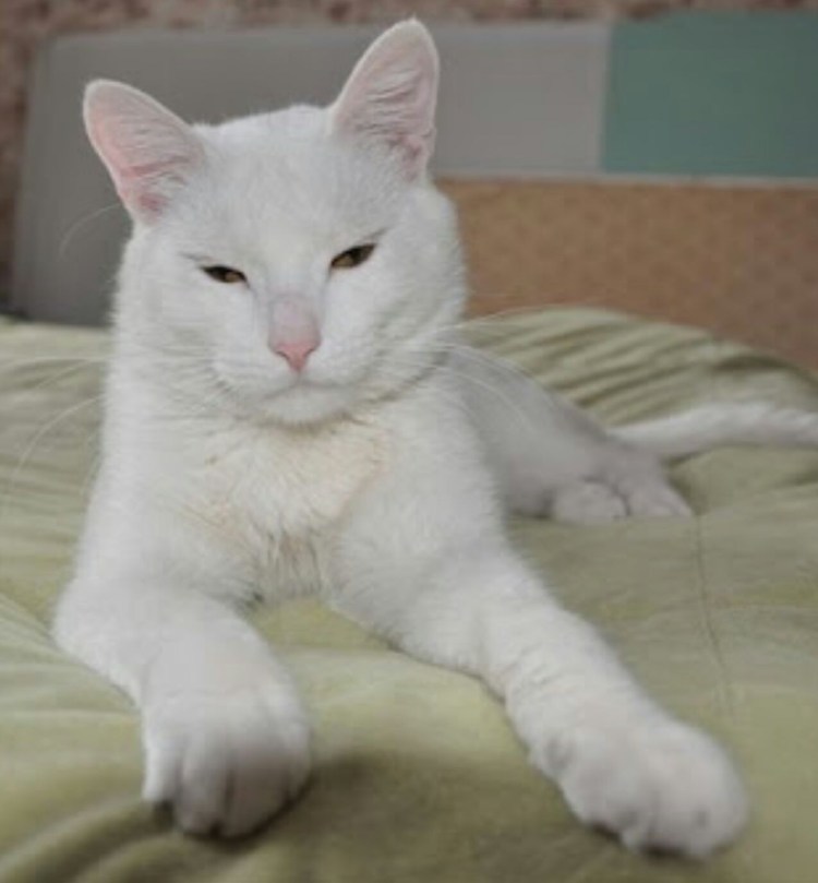 Кот порода белый толстый метис