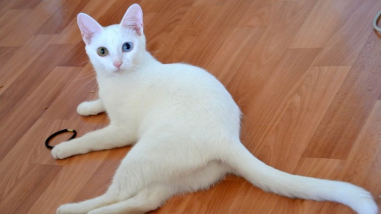 Турецкая ангора кошка короткошерстная