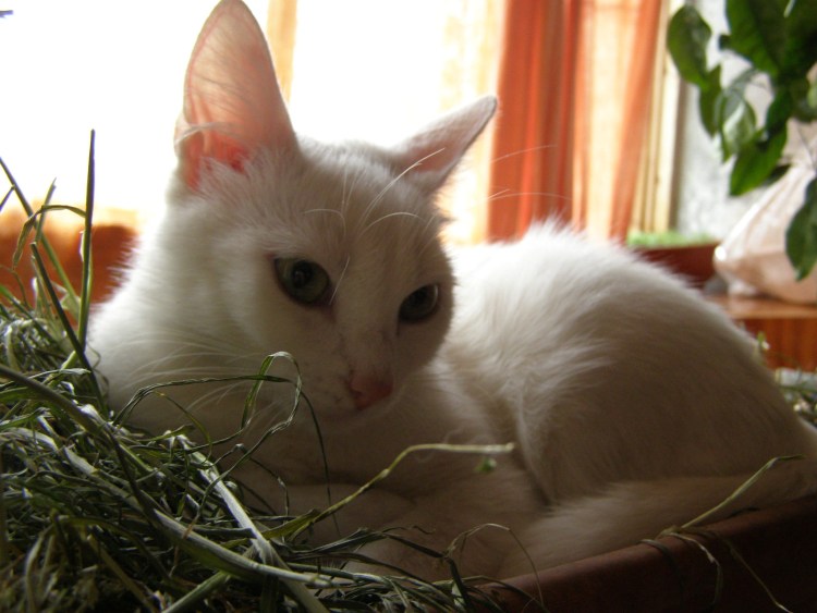 Бурмилла кошка короткошерстная