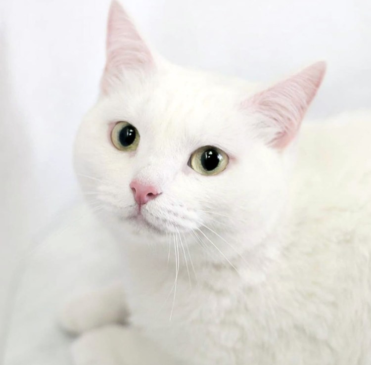 Белая гладкошерстная кошка