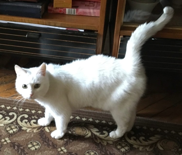 Шиншилла Пойнт Коби