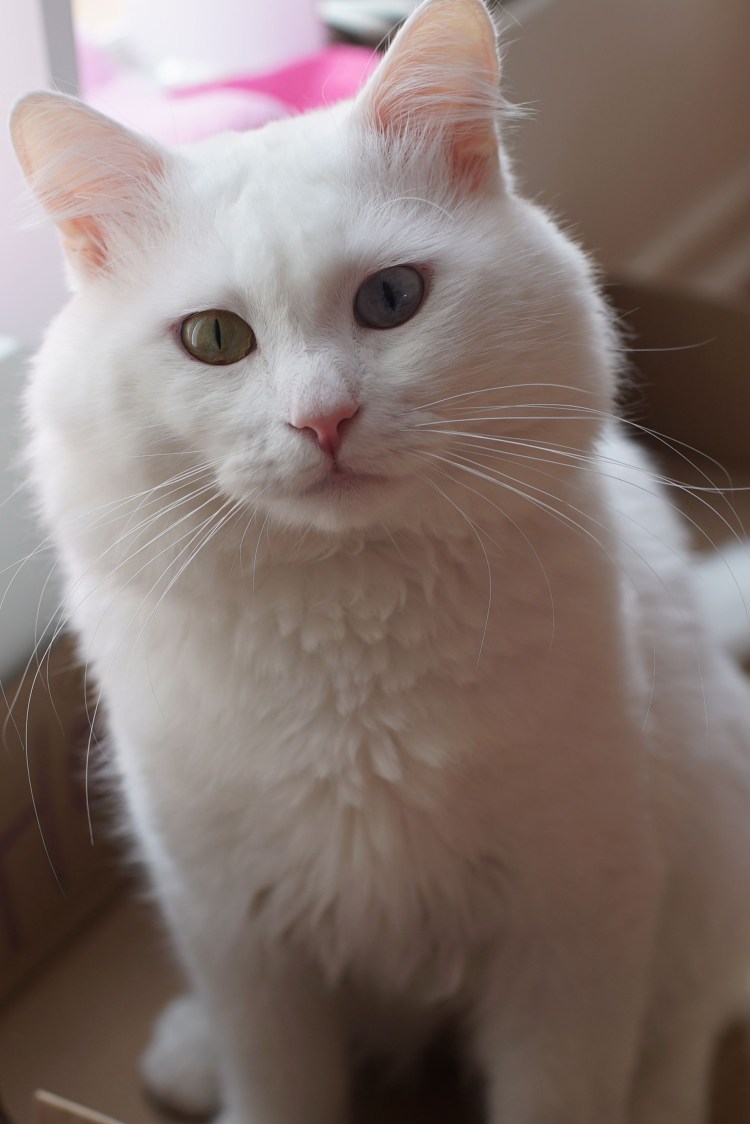 Турецкая ангора альбинос