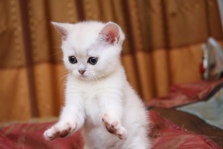 Кот по имени Мурзик