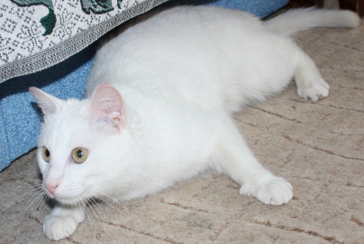 Кошка русская белая гладкошерстная