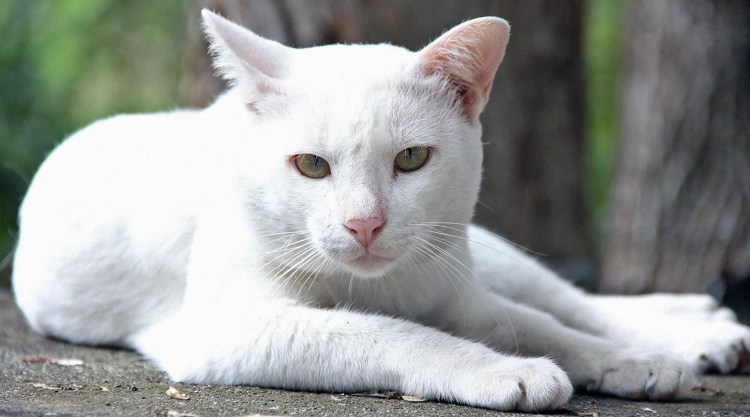 Анатолийская короткошерстная кошка