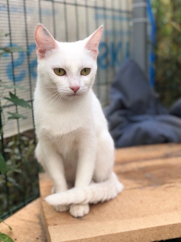 Белый гладкошерстный кот порода
