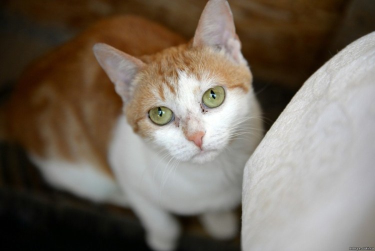 Турецкая ангора короткошерстная