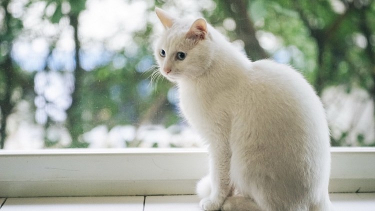 Кошка сидит