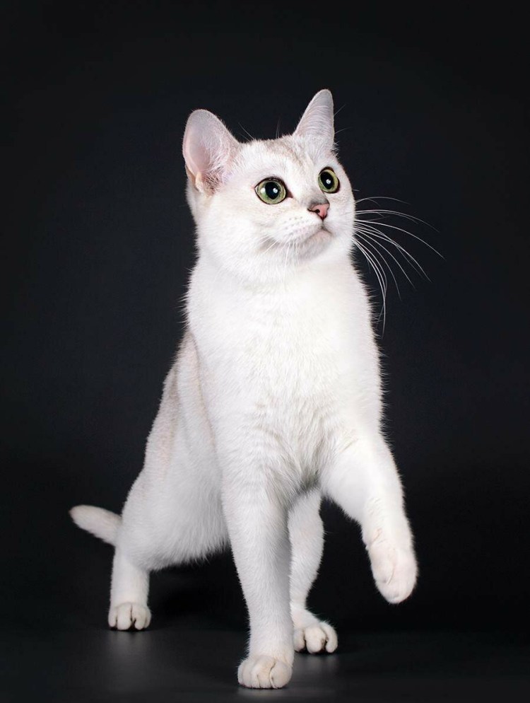 Бурмилла кошка