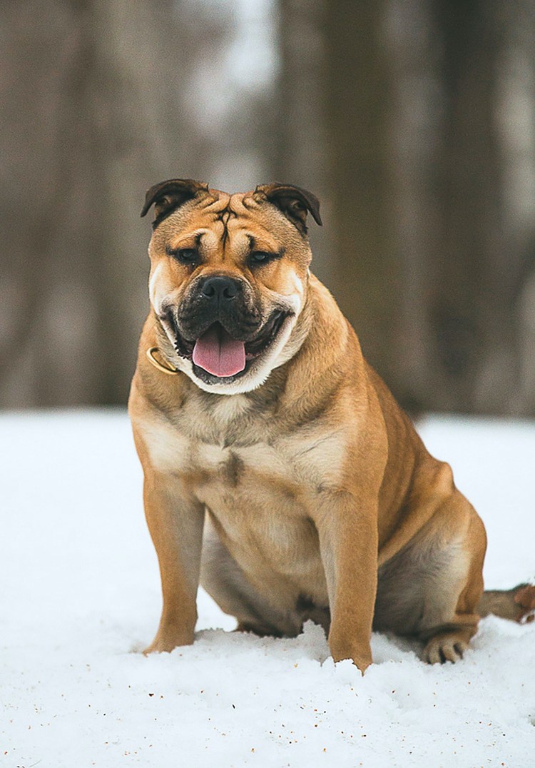 Майорский мастиф ка де бо