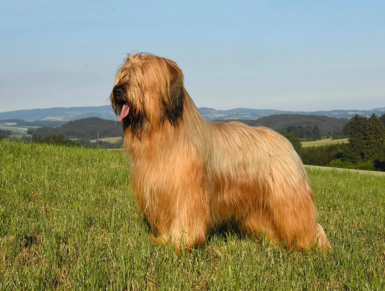 Французская овчарка Бриар