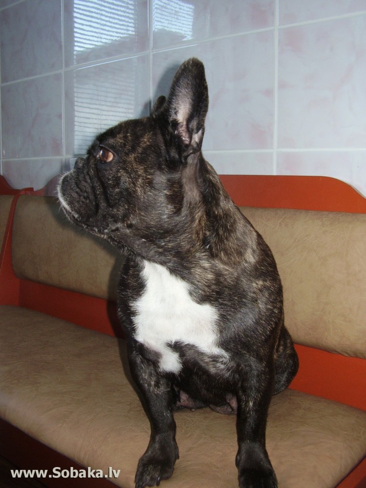 Собака французский бриош