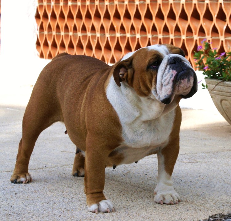 Английский бульдог булли