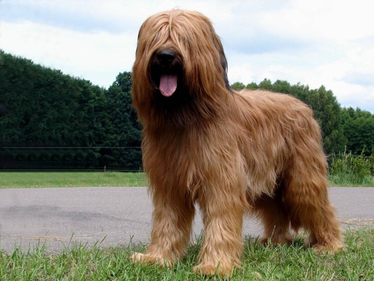 Французская овчарка Бриакан