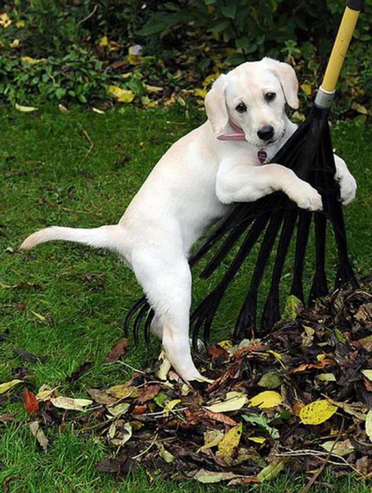 Лабрадор на даче