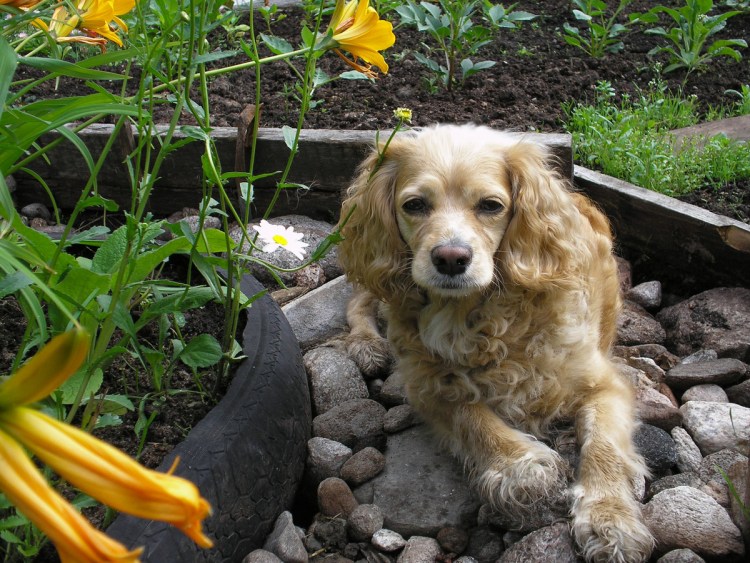 Собаки маленьких пород для дачи