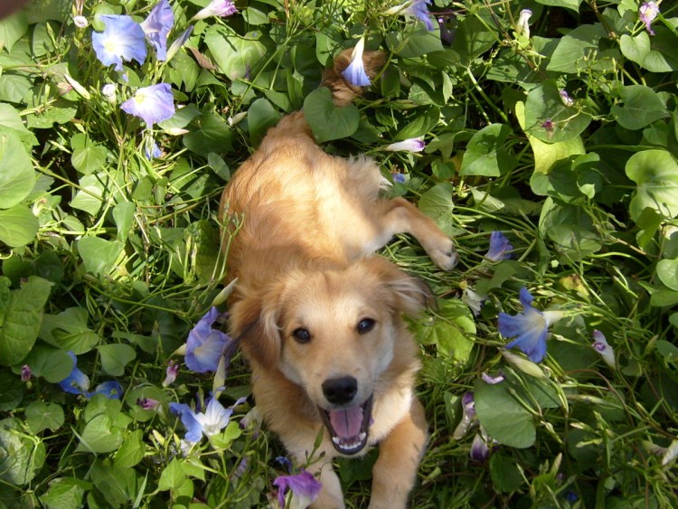 Собака на даче