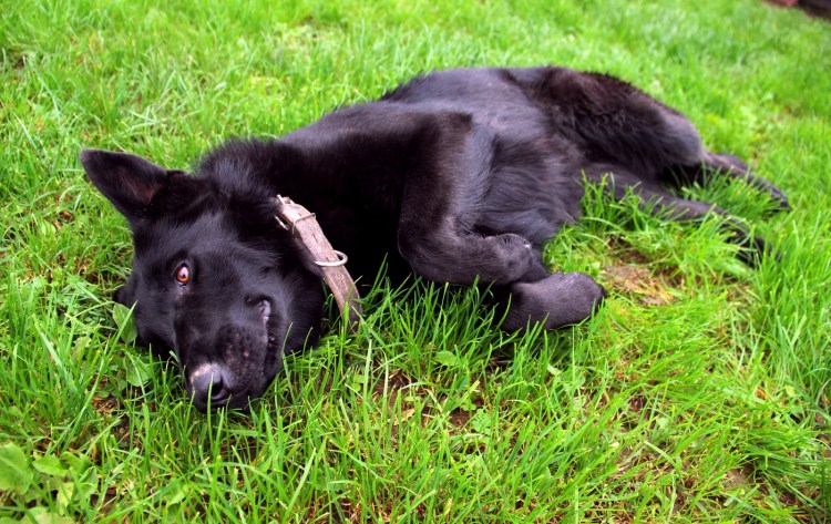 Черная собака на улице