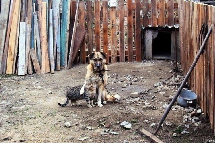 Не бросайте животных на дачах