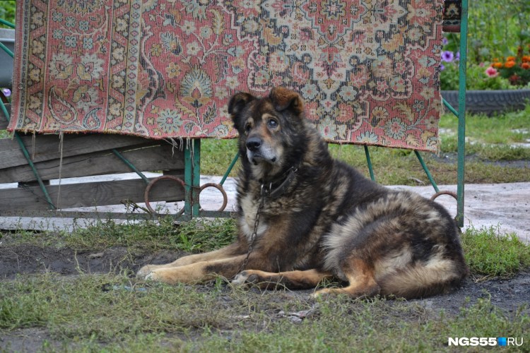 Сейчас на даче собаки