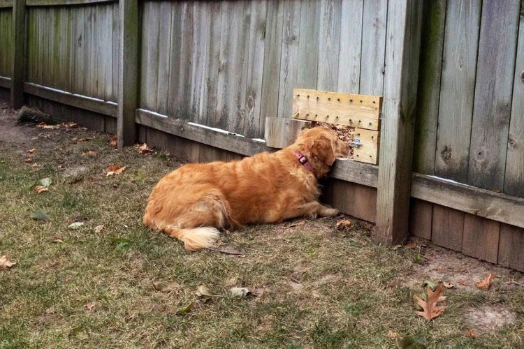 Животные на даче