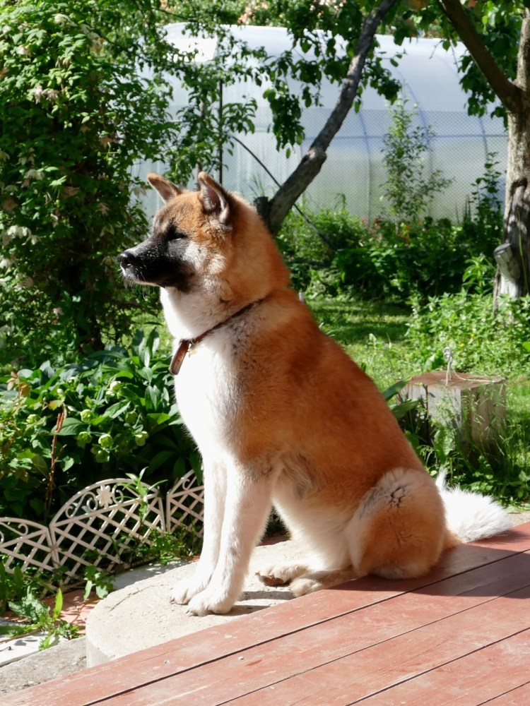 Собака на даче