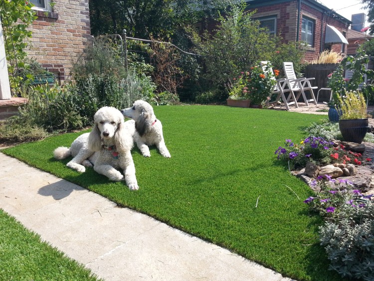 Собака на участке загородного дома