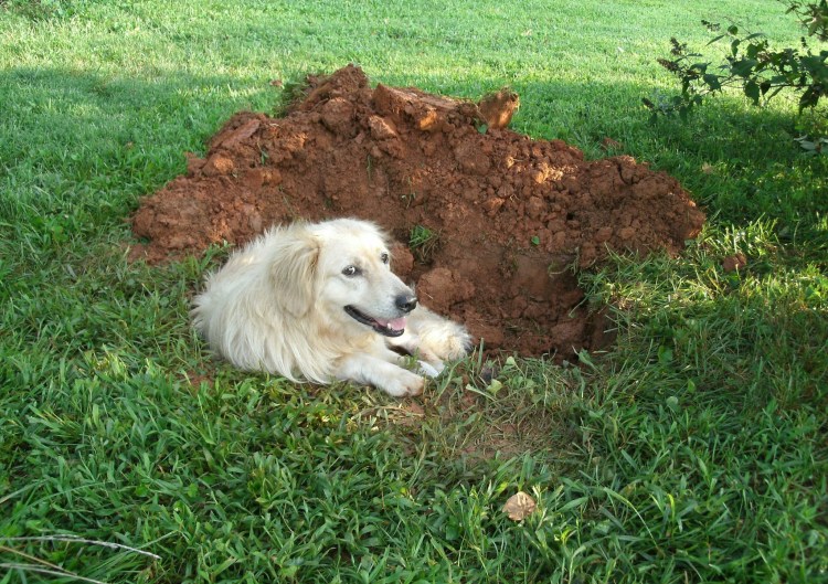 Собака копает