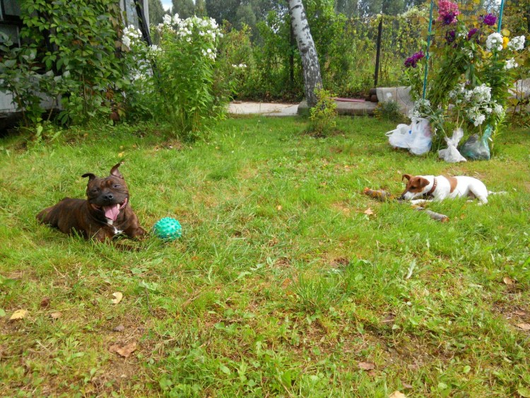 Собачки на даче в нлрках