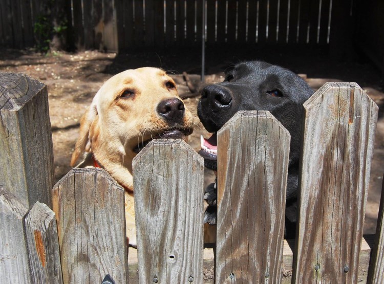 Собачка на даче