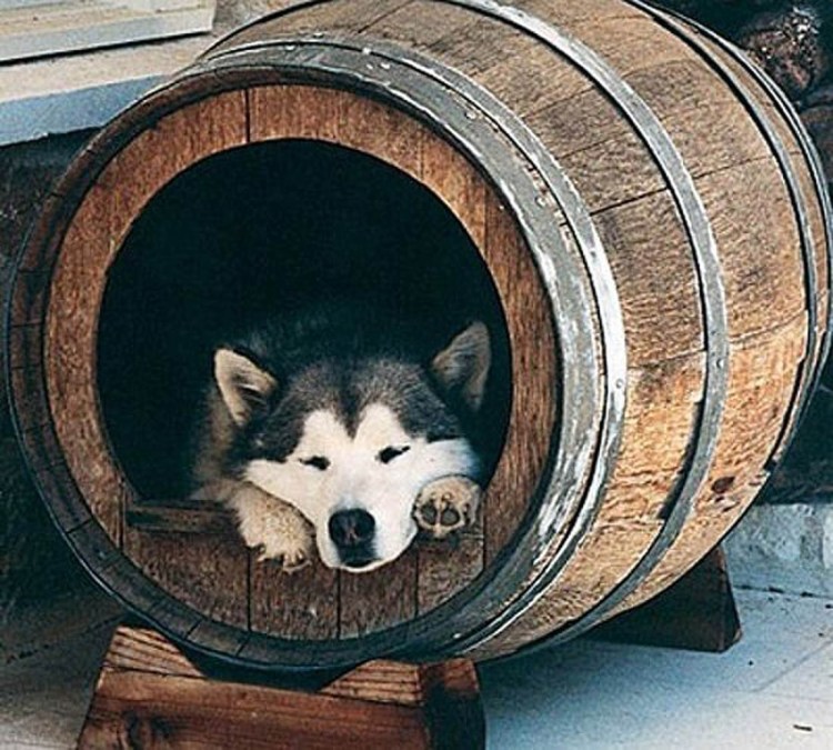 Конура для хаски