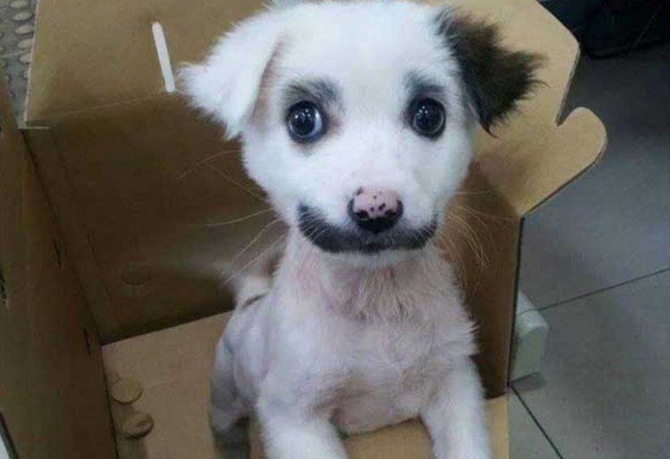 Белая собачка с черными бровями