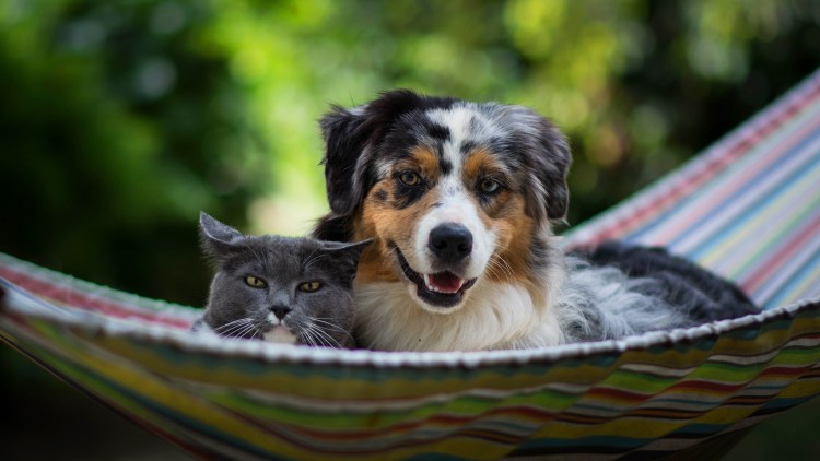 Аусси австралийская черная овчарка