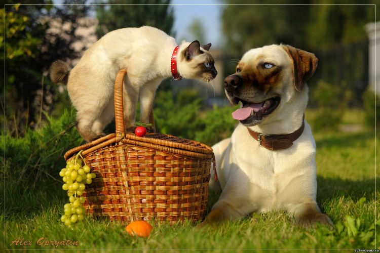 Кошка и собака на природе