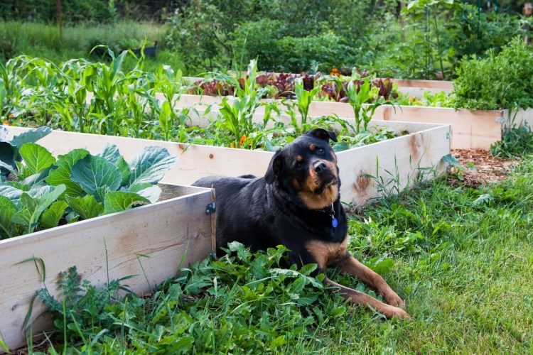 Щенок на грядках