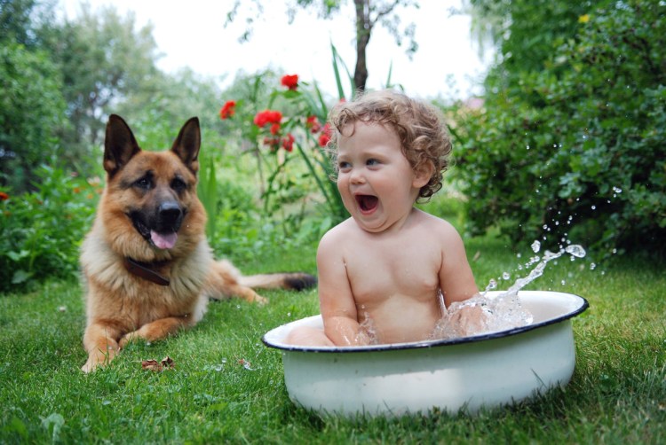 Собака на даче