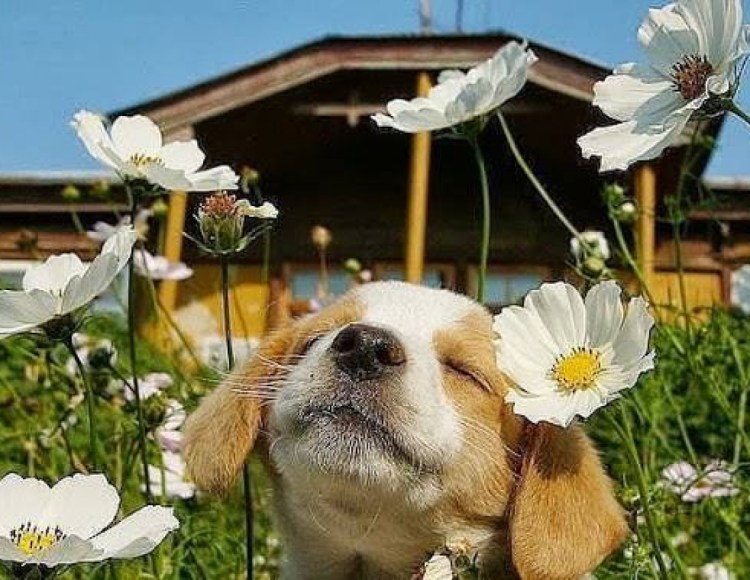 Собака добро и позитив