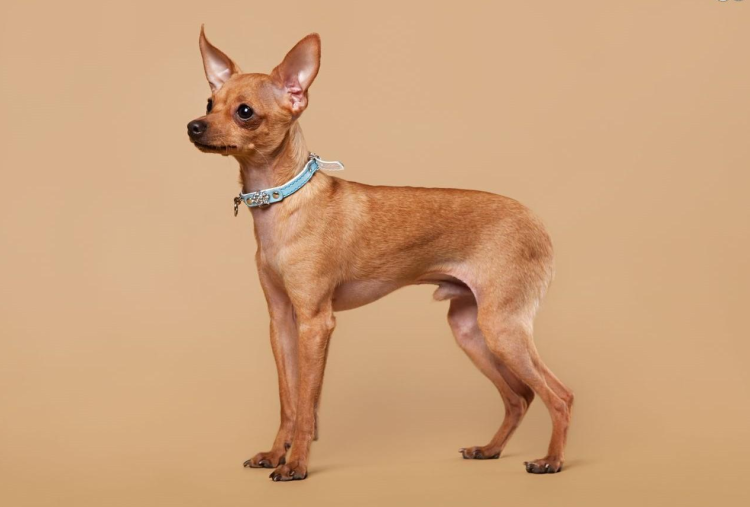 Вестфальский терьер гладкошерстный