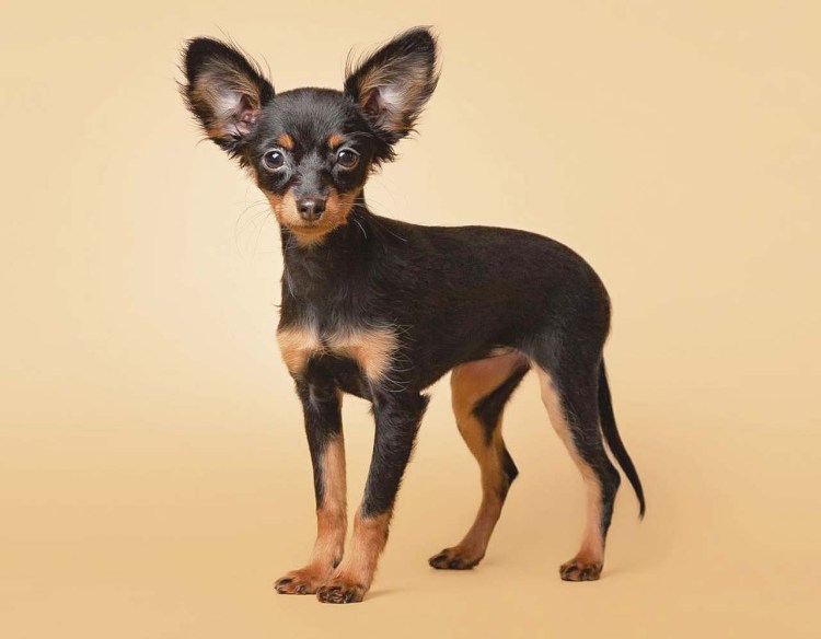 Карликовый той терьер