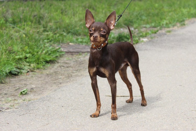 Русский той терьер гладкошерстный