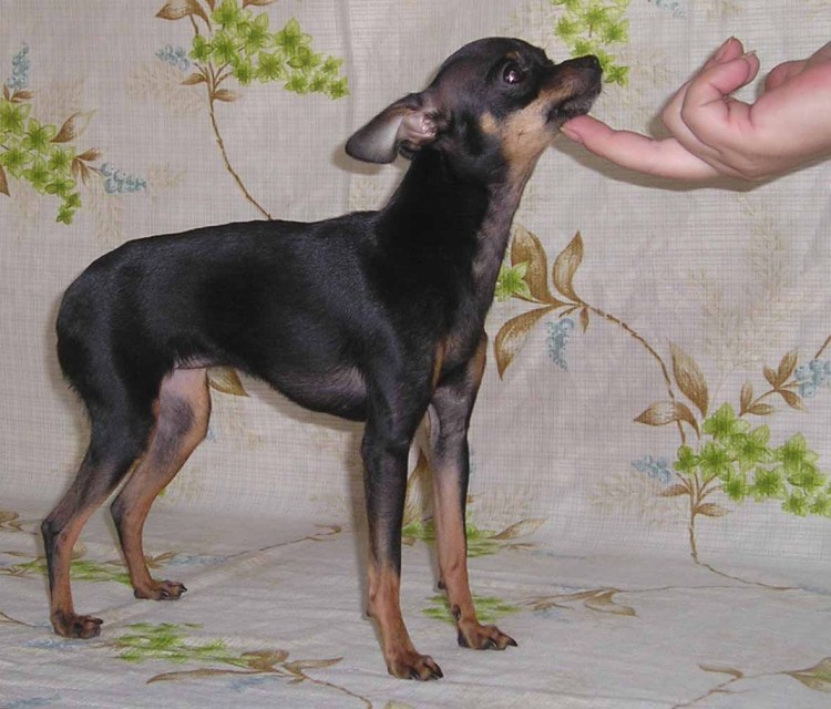 Русский той терьер гладкошерстный