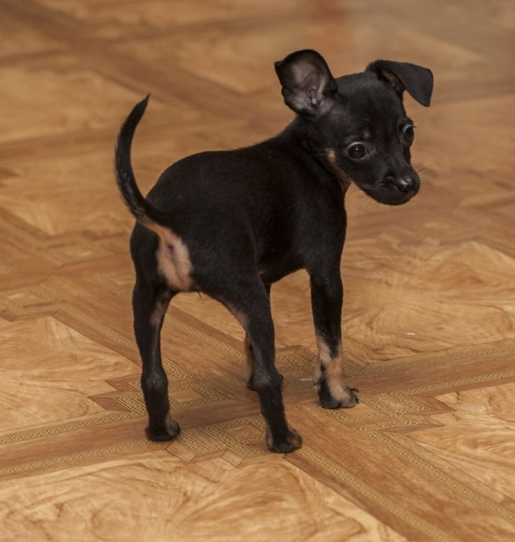 Русский той терьер гладкошерстный