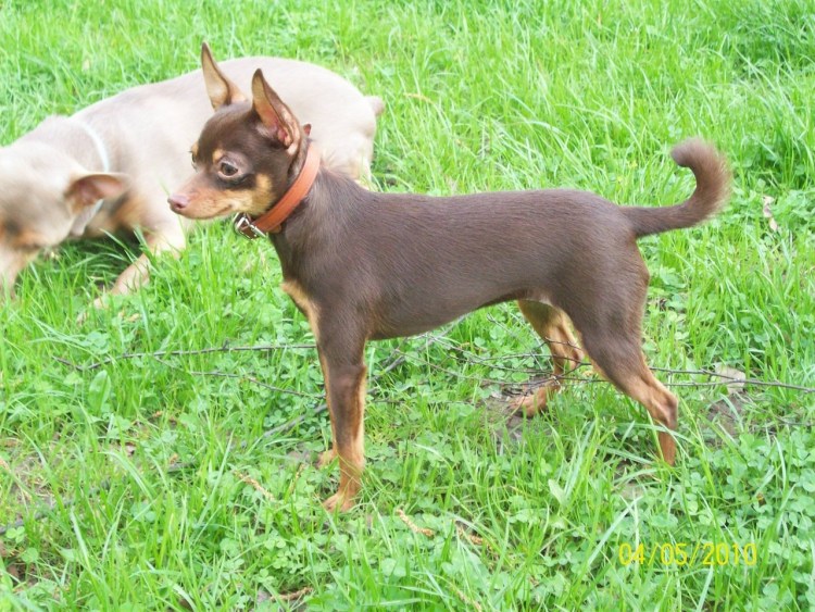 Той терьер гладкошерстный