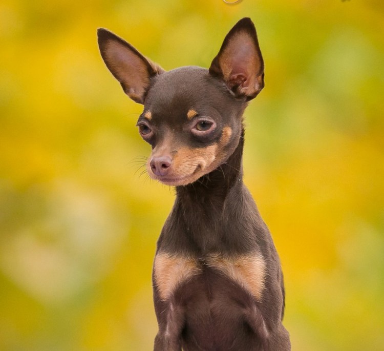 Той терьер гладкошерстный