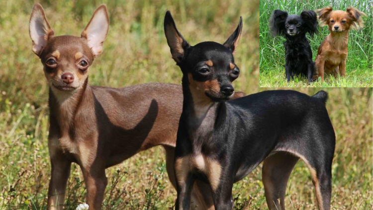 Той терьер гладкошерстный